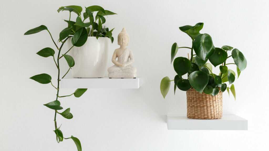 Weiße Wandboards mit Pflanzen